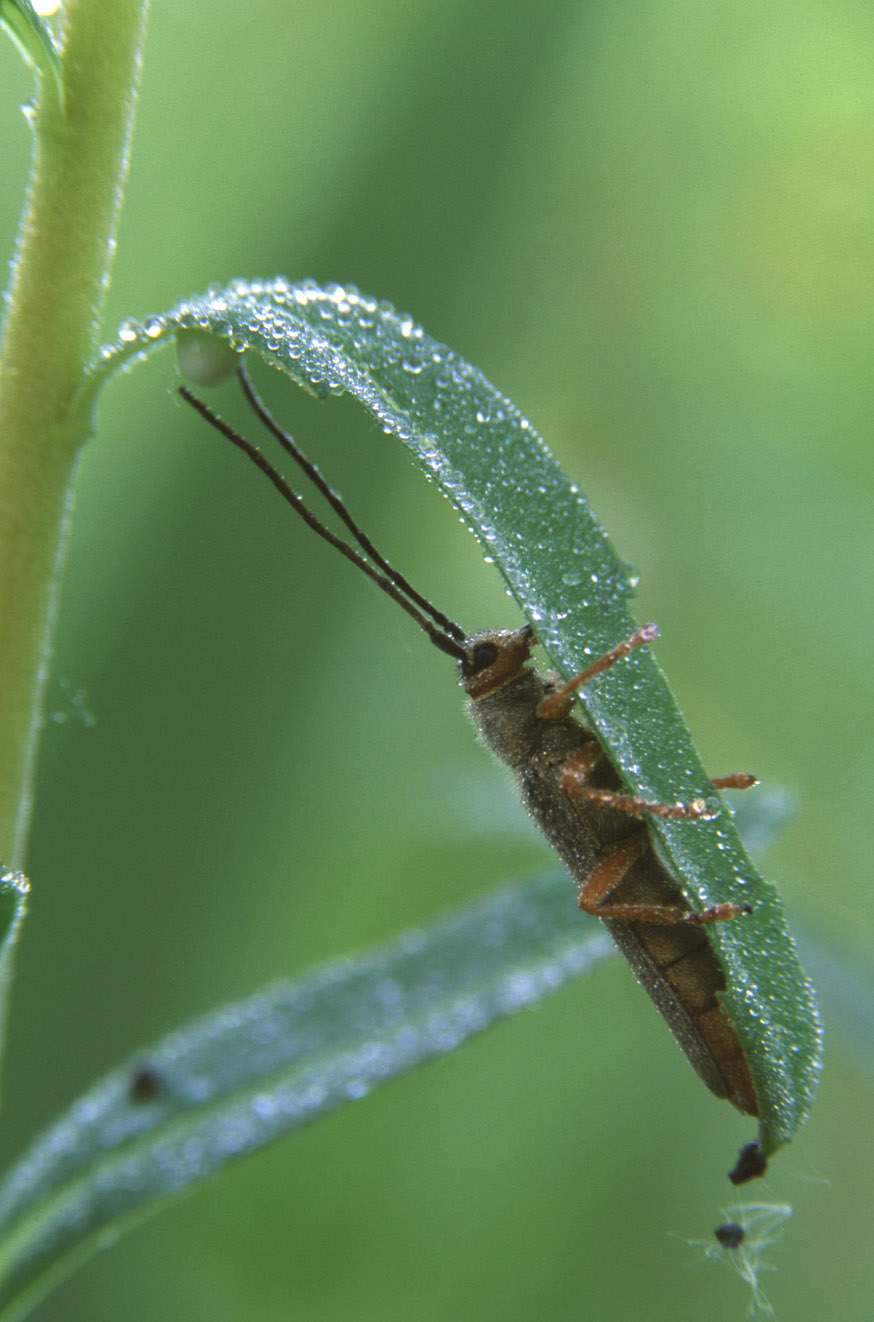 Aiuto identificazione: Oberea euphorbiae